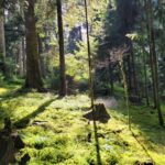 Nature experience Switzerland